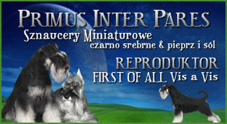 Sznaucer miniaturowy - hodowla Primus Inter Pares